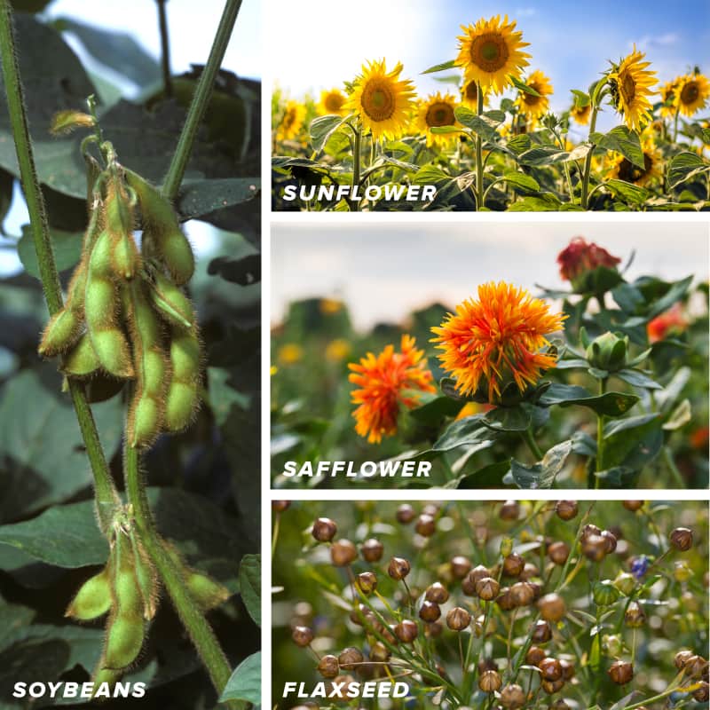 A Guide to the Most Commonly Used Cooking Oils Cook's Illustrated